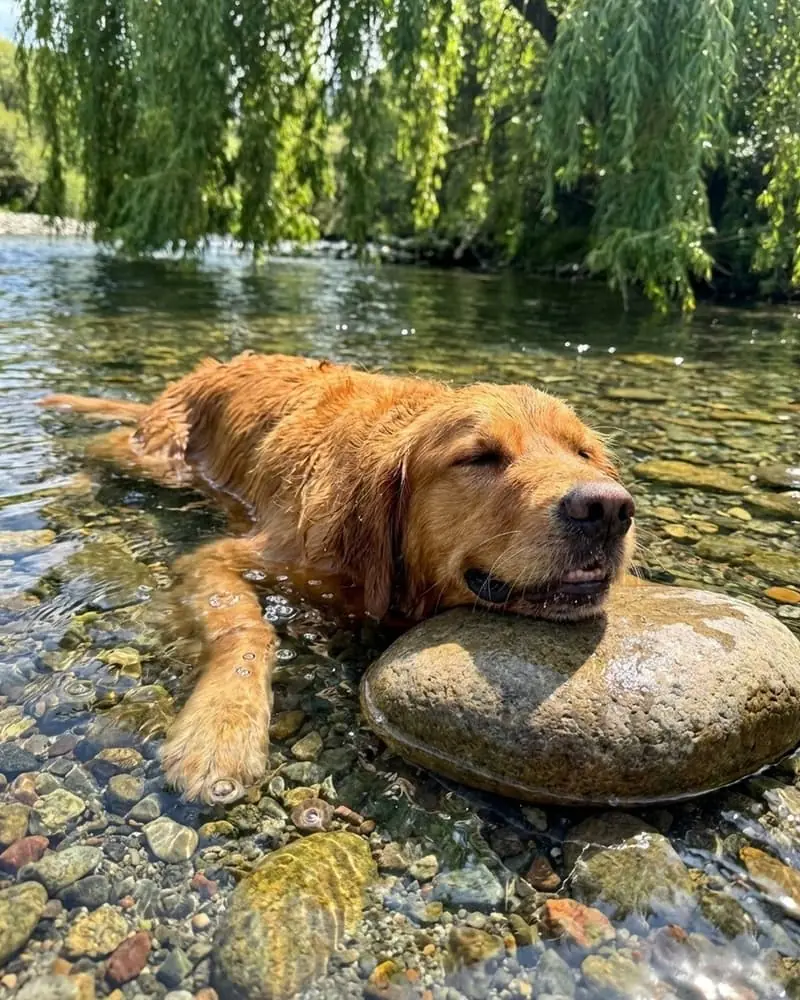 Hundefreundliche Ferienunterkünfte in Belgien
