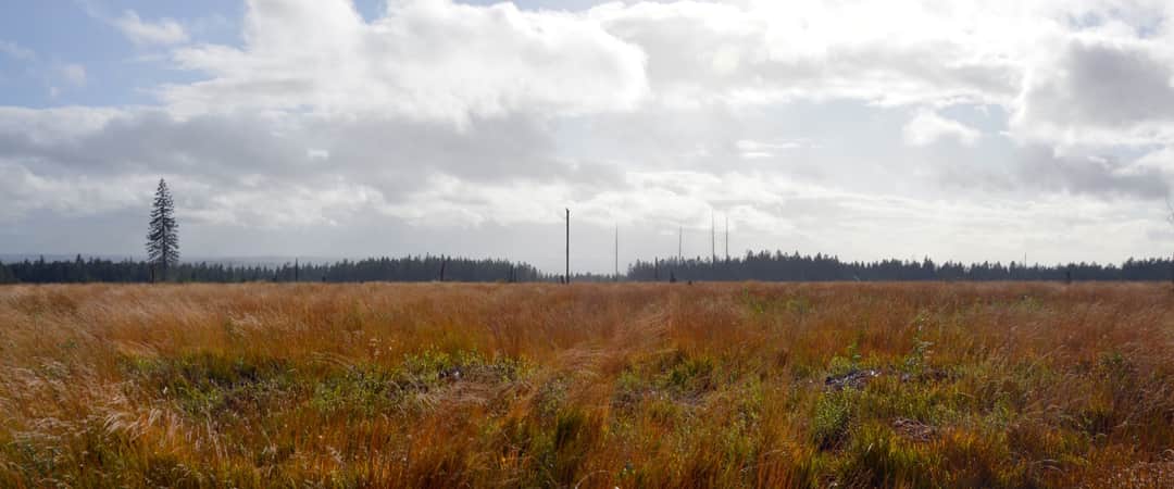 Hochmoorlandschaft des Hohen Venns in Ostbelgien